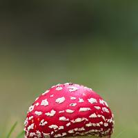 Fly Agaric 8 